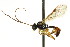  ( - CNCHYM 04712)  @11 [ ] CreativeCommons - Attribution (2011) CNC/CBG Photography Group Centre for Biodiversity Genomics