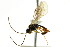  ( - CNCHYM 04714)  @11 [ ] CreativeCommons - Attribution (2011) CNC/CBG Photography Group Centre for Biodiversity Genomics