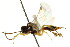  (Polyblastus macrocentrus - CNCHYM 04715)  @13 [ ] CreativeCommons - Attribution (2011) CNC/CBG Photography Group Centre for Biodiversity Genomics