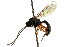  ( - CNCHYM 04724)  @13 [ ] CreativeCommons - Attribution (2011) CNC/CBG Photography Group Centre for Biodiversity Genomics