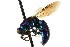  ( - CNCHYM 05114)  @12 [ ] CreativeCommons - Attribution (2011) CNC/CBG Photography Group Centre for Biodiversity Genomics