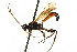  ( - CNCHYM 06136)  @11 [ ] CreativeCommons - Attribution (2011) CNC/CBG Photography Group Centre for Biodiversity Genomics