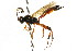  ( - CNCHYM 06137)  @11 [ ] CreativeCommons - Attribution (2011) CNC/CBG Photography Group Centre for Biodiversity Genomics
