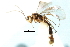  (Eclytus clementinus - CNCHYM 03988)  @11 [ ] CreativeCommons - Attribution (2011) CNC/CBG Photography Group Centre for Biodiversity Genomics