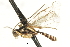  ( - CNCHYM 04049)  @11 [ ] CreativeCommons - Attribution (2011) CNC/CBG Photography Group Centre for Biodiversity Genomics