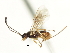  ( - CNCHYM 04059)  @11 [ ] CreativeCommons - Attribution (2011) CNC/CBG Photography Group Centre for Biodiversity Genomics