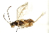  (Idiogramma comstockii - CNCHYM 04060)  @13 [ ] CreativeCommons - Attribution (2011) CNC/CBG Photography Group Centre for Biodiversity Genomics