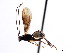  (Acaenitellus - CNCHYM 04074)  @13 [ ] CreativeCommons - Attribution (2011) CNC/CBG Photography Group Centre for Biodiversity Genomics
