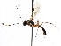  (Atopotrophos - CNCHYM 04075)  @11 [ ] CreativeCommons - Attribution (2011) CNC/CBG Photography Group Centre for Biodiversity Genomics
