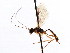 ( - CNCHYM 04078)  @11 [ ] CreativeCommons - Attribution (2011) CNC/CBG Photography Group Centre for Biodiversity Genomics