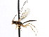  ( - CNCHYM 04109)  @13 [ ] CreativeCommons - Attribution (2011) CNC/CBG Photography Group Centre for Biodiversity Genomics