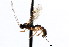  ( - CNCHYM 04110)  @11 [ ] CreativeCommons - Attribution (2011) CNC/CBG Photography Group Centre for Biodiversity Genomics