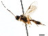  ( - CNCHYM 04127)  @11 [ ] CreativeCommons - Attribution (2011) CNC/CBG Photography Group Centre for Biodiversity Genomics
