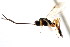  ( - CNCHYM 04128)  @11 [ ] CreativeCommons - Attribution (2011) CNC/CBG Photography Group Centre for Biodiversity Genomics