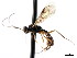  ( - CNCHYM 04130)  @11 [ ] CreativeCommons - Attribution (2011) CNC/CBG Photography Group Centre for Biodiversity Genomics