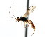  (Thymaris granulatus - CNCHYM 04131)  @11 [ ] CreativeCommons - Attribution (2011) CNC/CBG Photography Group Centre for Biodiversity Genomics