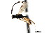  ( - CNCHYM 04133)  @11 [ ] CreativeCommons - Attribution (2011) CNC/CBG Photography Group Centre for Biodiversity Genomics