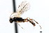  ( - CNCHYM 04134)  @11 [ ] CreativeCommons - Attribution (2011) CNC/CBG Photography Group Centre for Biodiversity Genomics