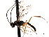  (Thymaris kansensis - CNCHYM 04140)  @11 [ ] CreativeCommons - Attribution (2011) CNC/CBG Photography Group Centre for Biodiversity Genomics