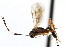  ( - CNCHYM 04144)  @11 [ ] CreativeCommons - Attribution (2011) CNC/CBG Photography Group Centre for Biodiversity Genomics