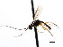  ( - CNCHYM 04145)  @11 [ ] CreativeCommons - Attribution (2011) CNC/CBG Photography Group Centre for Biodiversity Genomics
