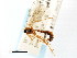  (Netelia albovariegata - CNCHYM 04158)  @11 [ ] CreativeCommons - Attribution (2011) CNC/CBG Photography Group Centre for Biodiversity Genomics