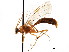  ( - CNCHYM 04159)  @11 [ ] CreativeCommons - Attribution (2011) CNC/CBG Photography Group Centre for Biodiversity Genomics