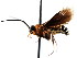  (Boethus cinctus - CNCHYM 04266)  @11 [ ] CreativeCommons - Attribution (2011) CNC/CBG Photography Group Centre for Biodiversity Genomics