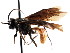  (Boethus nigripennis - CNCHYM 04267)  @11 [ ] CreativeCommons - Attribution (2011) CNC/CBG Photography Group Centre for Biodiversity Genomics