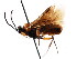  (Boethus schizoceri - CNCHYM 04268)  @11 [ ] CreativeCommons - Attribution (2011) CNC/CBG Photography Group Centre for Biodiversity Genomics