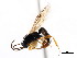  ( - CNCHYM 04271)  @11 [ ] CreativeCommons - Attribution (2011) CNC/CBG Photography Group Centre for Biodiversity Genomics