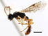  ( - CNCHYM 04272)  @11 [ ] CreativeCommons - Attribution (2011) CNC/CBG Photography Group Centre for Biodiversity Genomics