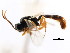  ( - CNCHYM 04273)  @11 [ ] CreativeCommons - Attribution (2011) CNC/CBG Photography Group Centre for Biodiversity Genomics