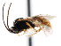  (Erromenus basimacula - CNCHYM 04276)  @11 [ ] CreativeCommons - Attribution (2011) CNC/CBG Photography Group Centre for Biodiversity Genomics