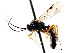  ( - CNCHYM 04281)  @11 [ ] CreativeCommons - Attribution (2011) CNC/CBG Photography Group Centre for Biodiversity Genomics