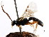  ( - CNCHYM 04284)  @11 [ ] CreativeCommons - Attribution (2011) CNC/CBG Photography Group Centre for Biodiversity Genomics