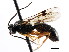  (Erromenus bedardi - CNCHYM 04285)  @11 [ ] CreativeCommons - Attribution (2011) CNC/CBG Photography Group Centre for Biodiversity Genomics