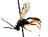  ( - CNCHYM 04290)  @12 [ ] CreativeCommons - Attribution (2011) CNC/CBG Photography Group Centre for Biodiversity Genomics
