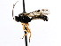  (Erromenus defrictus - CNCHYM 04291)  @11 [ ] CreativeCommons - Attribution (2011) CNC/CBG Photography Group Centre for Biodiversity Genomics