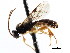  ( - CNCHYM 04292)  @11 [ ] CreativeCommons - Attribution (2011) CNC/CBG Photography Group Centre for Biodiversity Genomics