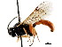 (Erromenus glabrosus - CNCHYM 04293)  @11 [ ] CreativeCommons - Attribution (2011) CNC/CBG Photography Group Centre for Biodiversity Genomics