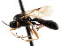  (Erromenus kozlovi - CNCHYM 04299)  @11 [ ] CreativeCommons - Attribution (2011) CNC/CBG Photography Group Centre for Biodiversity Genomics