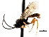  ( - CNCHYM 04303)  @11 [ ] CreativeCommons - Attribution (2011) CNC/CBG Photography Group Centre for Biodiversity Genomics