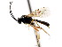  ( - CNCHYM 04304)  @11 [ ] CreativeCommons - Attribution (2011) CNC/CBG Photography Group Centre for Biodiversity Genomics