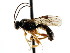  (Erromenus marginatus - CNCHYM 04306)  @11 [ ] CreativeCommons - Attribution (2011) CNC/CBG Photography Group Centre for Biodiversity Genomics