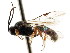  ( - CNCHYM 04308)  @11 [ ] CreativeCommons - Attribution (2011) CNC/CBG Photography Group Centre for Biodiversity Genomics