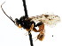  ( - CNCHYM 04311)  @11 [ ] CreativeCommons - Attribution (2011) CNC/CBG Photography Group Centre for Biodiversity Genomics