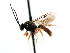 (Erromenus nasalis - CNCHYM 04312)  @11 [ ] CreativeCommons - Attribution (2011) CNC/CBG Photography Group Centre for Biodiversity Genomics