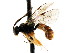  ( - CNCHYM 04313)  @11 [ ] CreativeCommons - Attribution (2011) CNC/CBG Photography Group Centre for Biodiversity Genomics