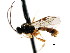  ( - CNCHYM 04314)  @11 [ ] CreativeCommons - Attribution (2011) CNC/CBG Photography Group Centre for Biodiversity Genomics